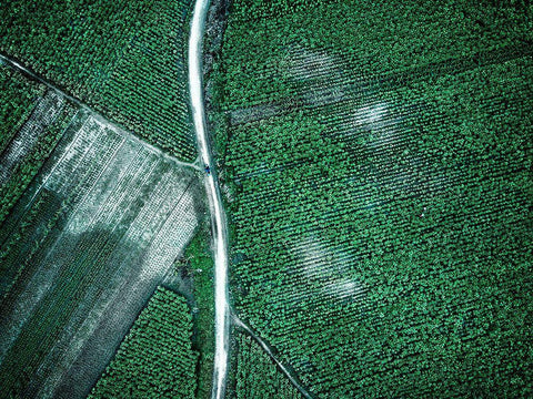 Pure Green White Modern Wood Framed Art Print with Double Matting by Chengzhou, Zhou