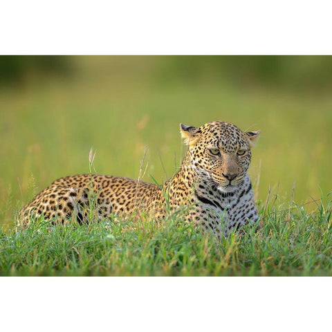 The Leopard White Modern Wood Framed Art Print by Roshkumar