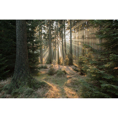 Rays-Part 2 White Modern Wood Framed Art Print by Croce, Vincent