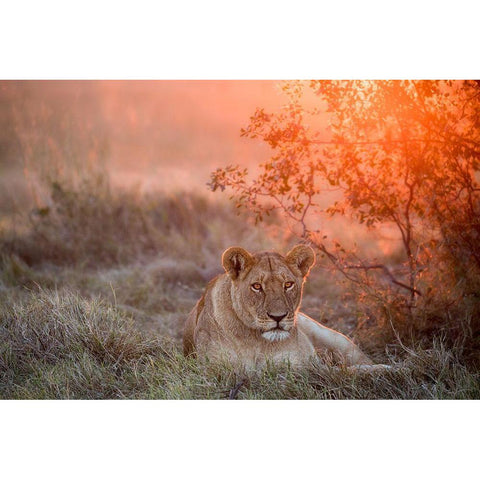 Sunset Lioness White Modern Wood Framed Art Print by Catta, Alessandro