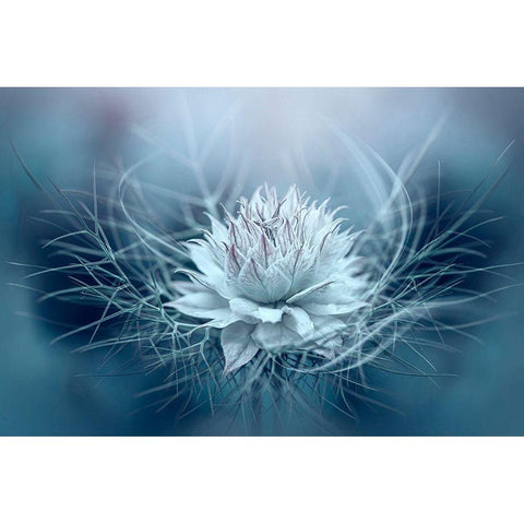 Love-In-A-Mist White Modern Wood Framed Art Print by Parker, Jacky