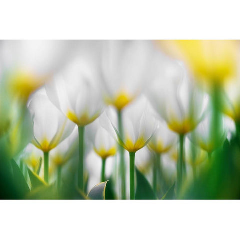 Overlapping White White Modern Wood Framed Art Print by Suzuki, Takashi