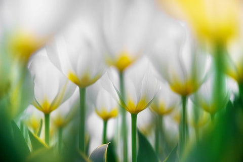 Overlapping White White Modern Wood Framed Art Print with Double Matting by Suzuki, Takashi