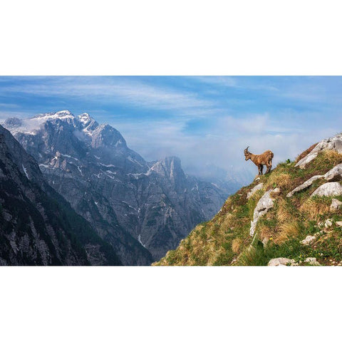 Alpine Ibex In The Mountains Black Modern Wood Framed Art Print with Double Matting by Krivec, Ales