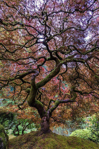 Japanese Maple Tree White Modern Wood Framed Art Print with Double Matting by Centioli, Mike