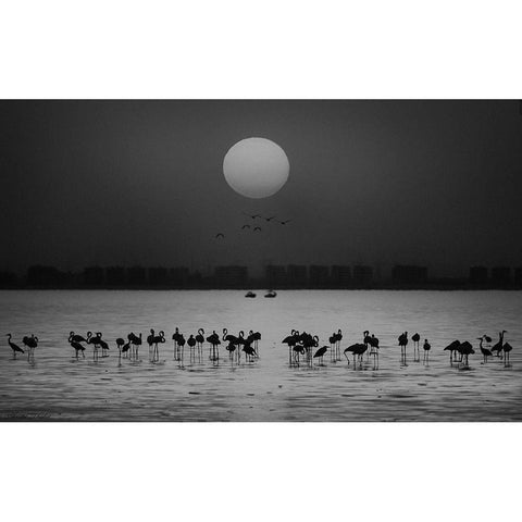 At A Glance White Modern Wood Framed Art Print by Thabet, Ahmed