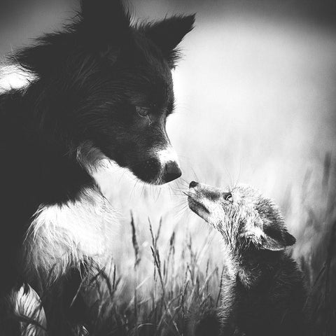 ... First Contact ... White Modern Wood Framed Art Print by Gerec, Pali