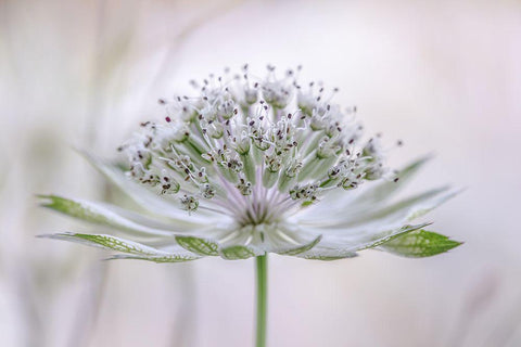 Astrantia White Modern Wood Framed Art Print with Double Matting by Disher, Mandy