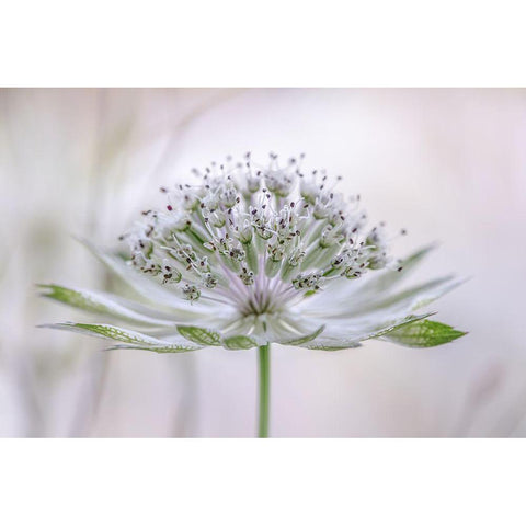 Astrantia Black Modern Wood Framed Art Print with Double Matting by Disher, Mandy