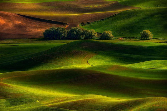 Image Only