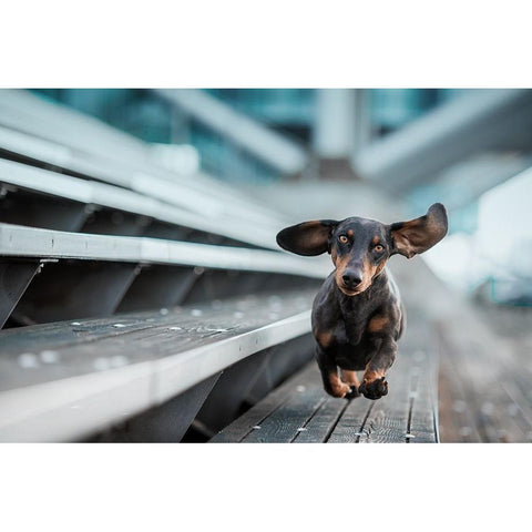 Ein Kleiner Hund Lacuft Durch Die Welt.... Black Modern Wood Framed Art Print with Double Matting by Willers, Heike