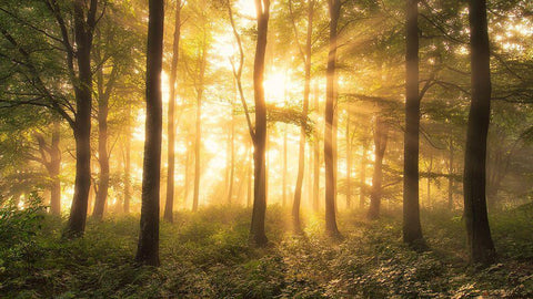 Its Nice To Love....... Black Ornate Wood Framed Art Print with Double Matting by Londal, Leif