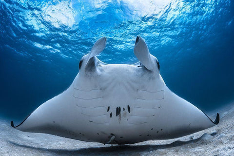 Take Off / Manta Airline White Modern Wood Framed Art Print with Double Matting by Gabriel, Barathieu