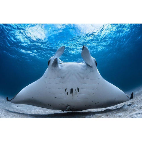 Take Off / Manta Airline White Modern Wood Framed Art Print by Gabriel, Barathieu