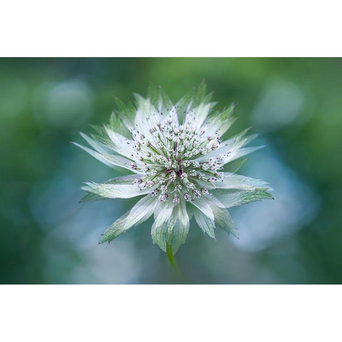 Astrantia Black Modern Wood Framed Art Print with Double Matting by Parker, Jacky