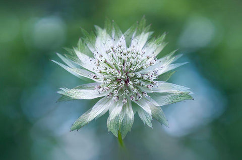 Astrantia Black Ornate Wood Framed Art Print with Double Matting by Parker, Jacky