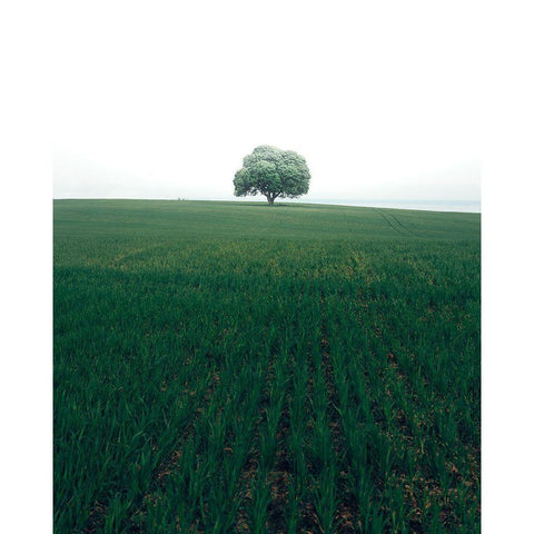 The Lonely Oak Tree White Modern Wood Framed Art Print by Lindsten, Christian