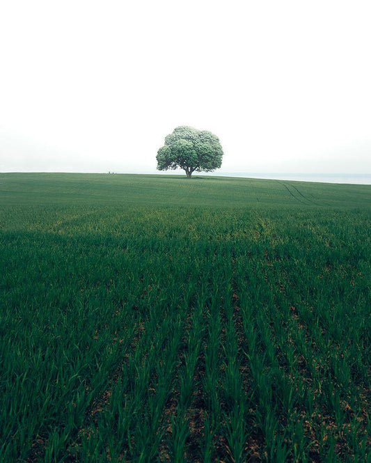 Image Only