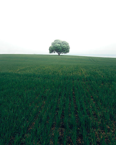 The Lonely Oak Tree Black Ornate Wood Framed Art Print with Double Matting by Lindsten, Christian