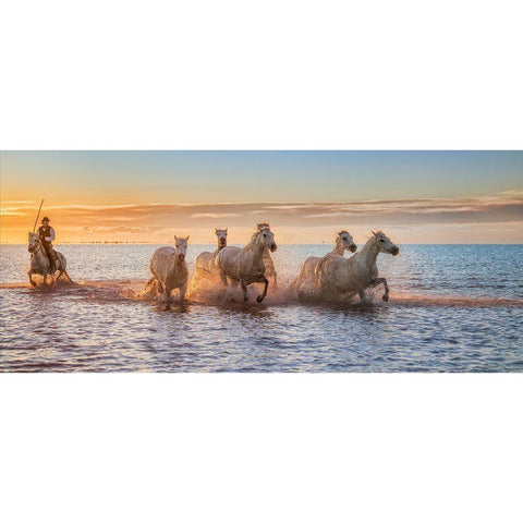Camargue Horses Ii White Modern Wood Framed Art Print by Figueras Barranco, Antoni