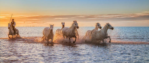 Camargue Horses Ii White Modern Wood Framed Art Print with Double Matting by Figueras Barranco, Antoni