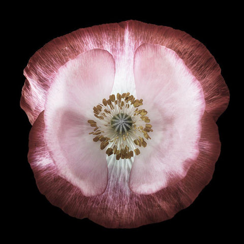 One Of Many Poppies Black Modern Wood Framed Art Print with Double Matting by Gronkjar, Lotte