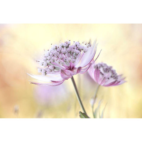 Pink Astrantia White Modern Wood Framed Art Print by Disher, Mandy