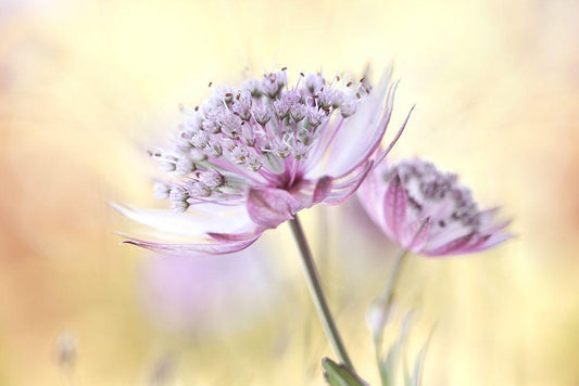 Image Only