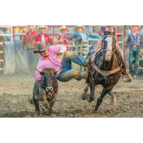 Steer Wrestling White Modern Wood Framed Art Print by Hua, David