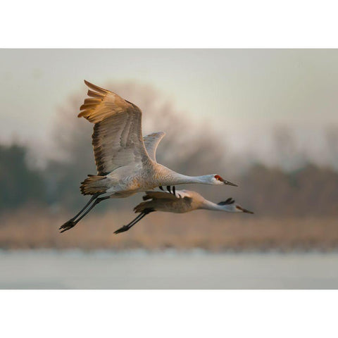 Together Gold Ornate Wood Framed Art Print with Double Matting by Feng, Young