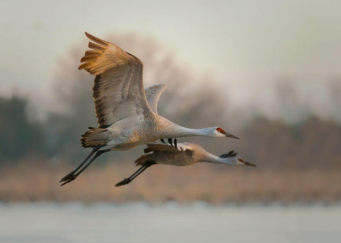 Together Black Ornate Wood Framed Art Print with Double Matting by Feng, Young