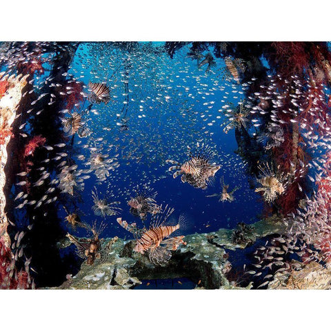 Lionfish Party Black Modern Wood Framed Art Print by Ben Tov, Ilan