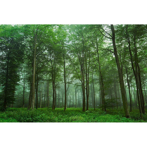 Forest View Black Modern Wood Framed Art Print by Londal, Leif