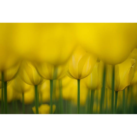 Yellow One Color Black Modern Wood Framed Art Print by Suzuki, Takashi