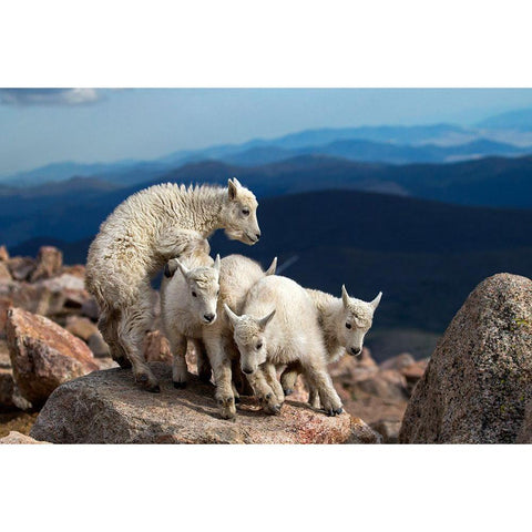 Baby Goats At Play Gold Ornate Wood Framed Art Print with Double Matting by Verdon