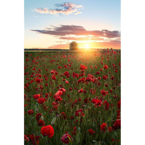 Poppy Fields Of Sweden Black Modern Wood Framed Art Print by Lindsten, Christian