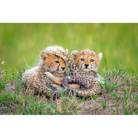 Promising Black Modern Wood Framed Art Print with Double Matting by Roshkumar