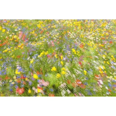 Summer Field Flowers.......... Gold Ornate Wood Framed Art Print with Double Matting by Haaksma, Piet