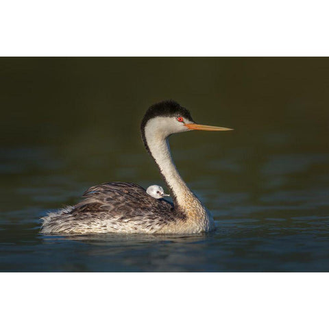 Front Seat View Black Modern Wood Framed Art Print with Double Matting by Barsh, Greg