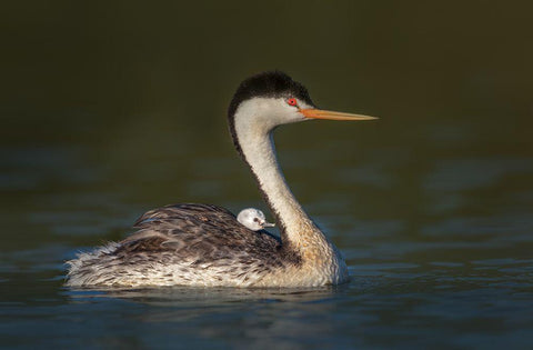 Front Seat View White Modern Wood Framed Art Print with Double Matting by Barsh, Greg