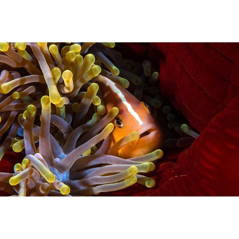 Skunk Clownfish Black Modern Wood Framed Art Print with Double Matting by Gabriel, Barathieu