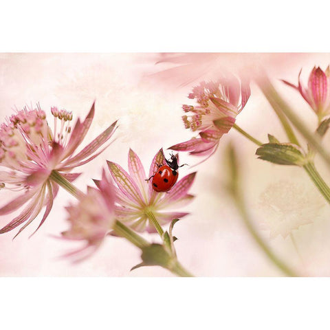 Ladybird And Pink Flowers Black Modern Wood Framed Art Print by Van Deelen, Ellen