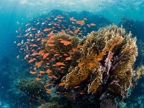 Reefscape White Modern Wood Framed Art Print with Double Matting by Ben Tov, Ilan