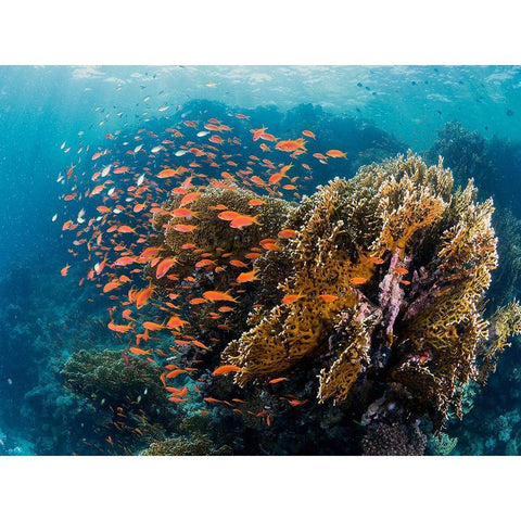 Reefscape Gold Ornate Wood Framed Art Print with Double Matting by Ben Tov, Ilan