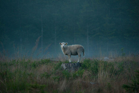 Moody Sheep Black Ornate Wood Framed Art Print with Double Matting by Lindsten, Christian