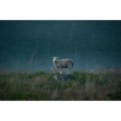 Moody Sheep Black Modern Wood Framed Art Print with Double Matting by Lindsten, Christian