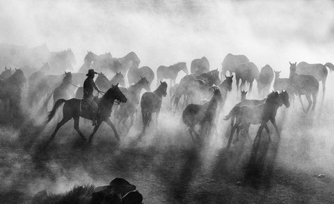 Wild Horses White Modern Wood Framed Art Print with Double Matting by Bedir, Mehmet