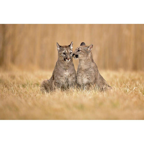 Cougars White Modern Wood Framed Art Print by Zygmunt, Milan