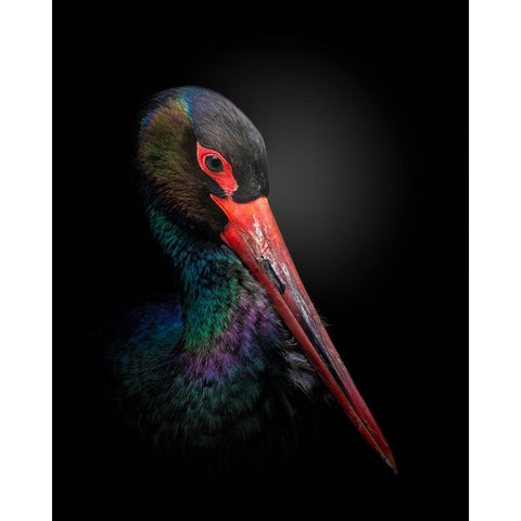 The Black Stork White Modern Wood Framed Art Print by Fegari