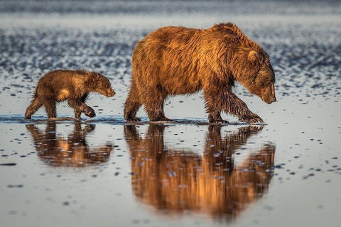 Beauty And The Beast White Modern Wood Framed Art Print with Double Matting by C. Sink, Jeffrey